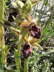 Ophrys promontorii