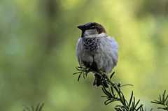 Passer domesticus