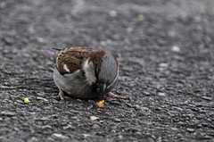 Passer domesticus