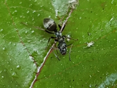 Formica fusca