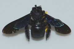 Xylocopa nasalis