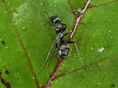 Formica fusca
