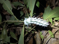 Attacus atlas formosanus