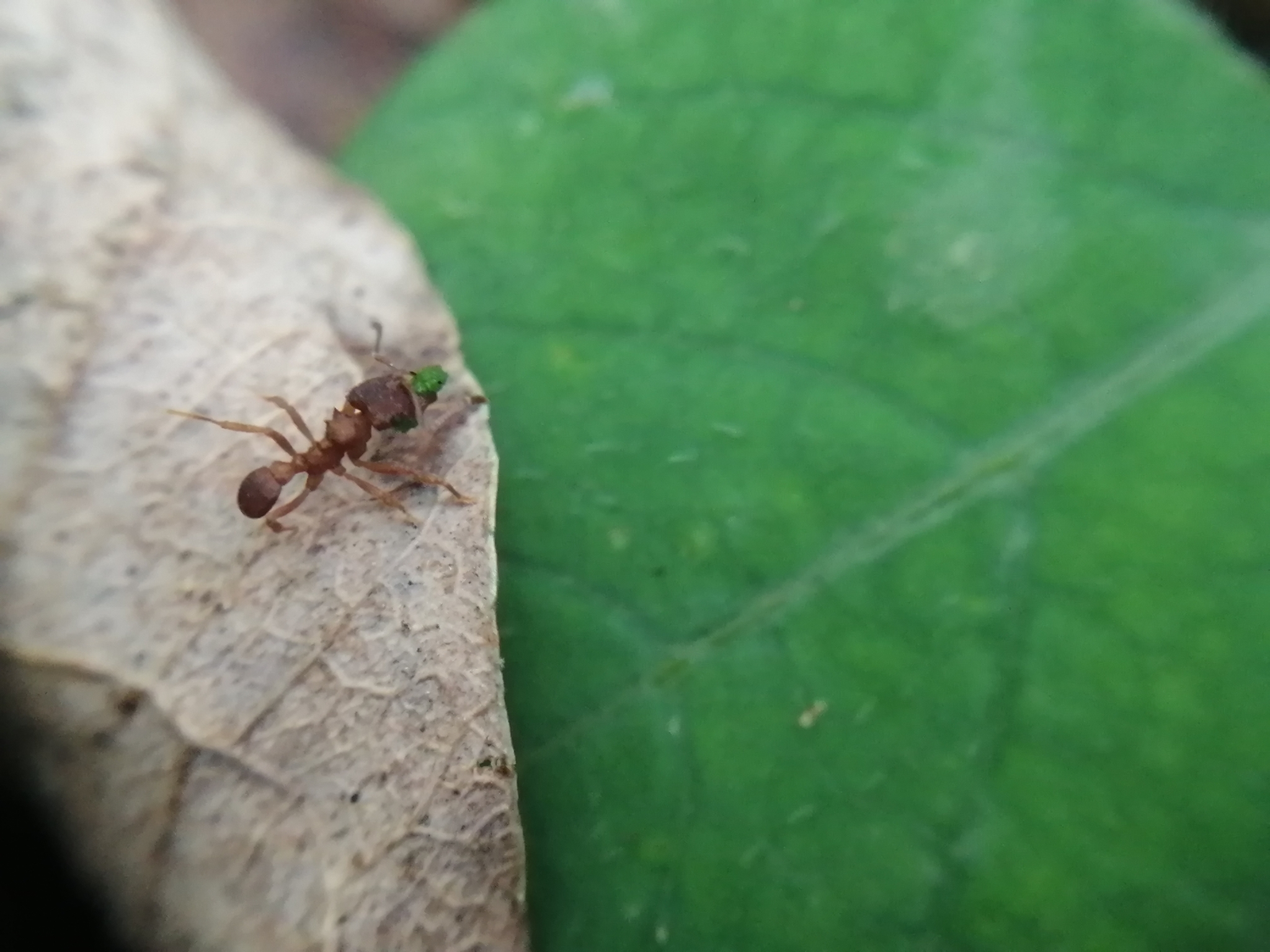 Mycocepurus smithii