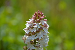 Orchis purpurea