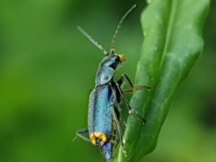 Clanoptilus elegans