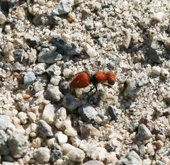 Pseudomethoca anthracina