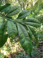 Actinostemon concolor