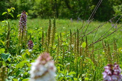 Orchis anthropophora