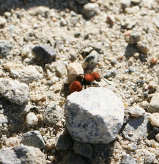 Pseudomethoca anthracina