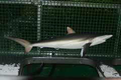 Carcharhinus falciformis