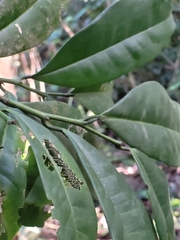 Actinostemon concolor