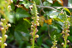 Orchis anthropophora
