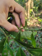 Actinostemon concolor