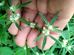 Spermacoce eryngioides