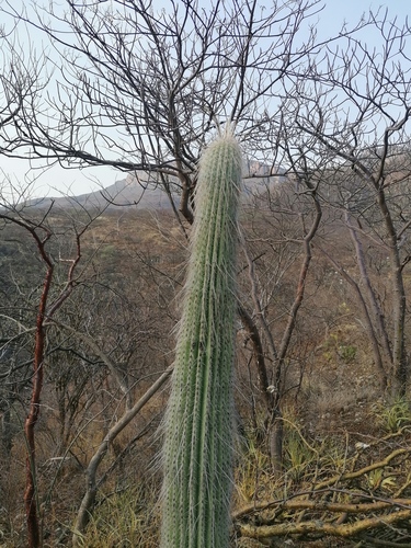 Cephalocereus columna-trajani (Cephalocereus columna-trajani)