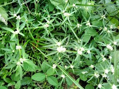 Spermacoce eryngioides