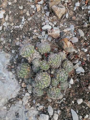 Coryphantha pallida