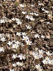 Leptosiphon breviculus