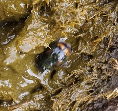 Sphaeridium scarabaeoides