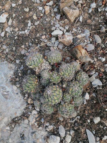 Coryphantha pallida