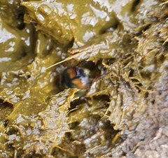 Sphaeridium scarabaeoides