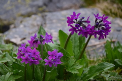 Primula nivalis