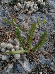 Pseudosmodingium andrieuxii