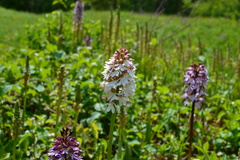Orchis purpurea