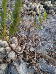 Pseudosmodingium andrieuxii