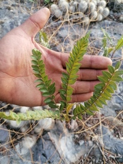 Pseudosmodingium andrieuxii