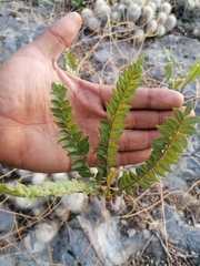 Pseudosmodingium andrieuxii