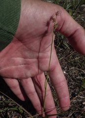 Cenchrus gracillimus