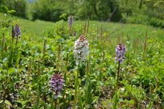 Orchis purpurea
