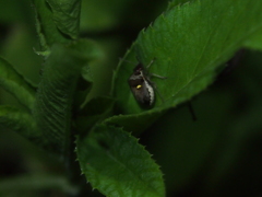 Eysarcoris guttigerus
