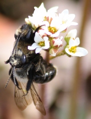 Andrena carlini