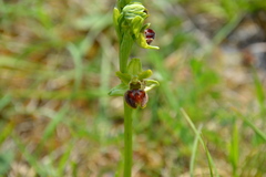 Ophrys sphegodes