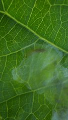 Calycomyza eupatorivora