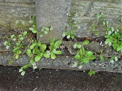 Valerianella carinata