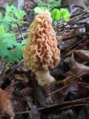 Morchella