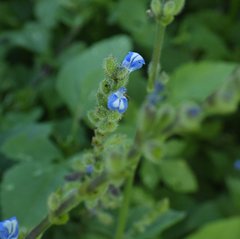Salvia occidentalis