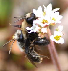 Andrena carlini