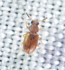 Paratenetus