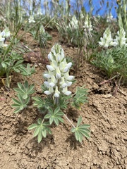 Lupinus malacophyllus