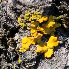 Xanthomendoza fallax