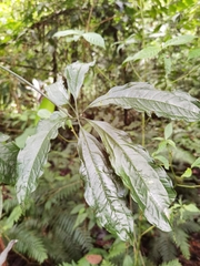 Anthurium pentaphyllum