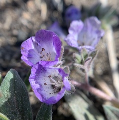 Phacelia davidsonii