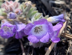 Phacelia davidsonii