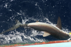 Carcharhinus falciformis