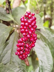 Anthurium pentaphyllum